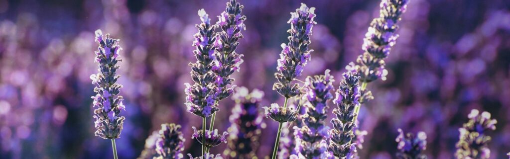 Lavendel zum Einschlafen: Wirkung und Anwendung