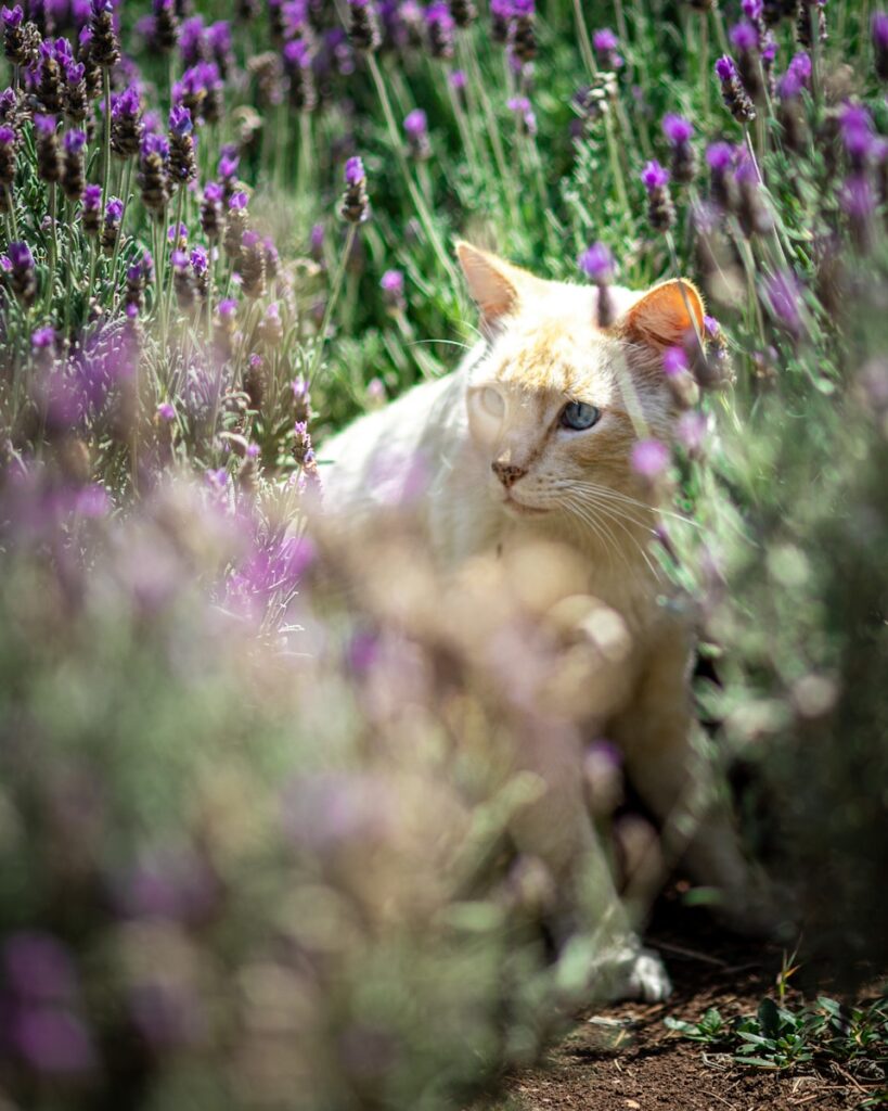 Ist Lavendel giftig für Katzten oder Hunde?